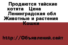 Продаются тайские котята › Цена ­ 4 000 - Ленинградская обл. Животные и растения » Кошки   